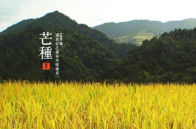 芒種，忙忙栽